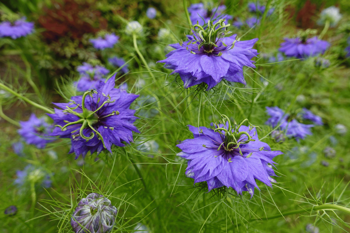 Love-in-a-mist (Nigella damascena).png